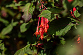 Fuchsia triphylla