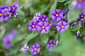 Solanum rantonnetii