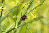 Stripe bug