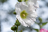 Alcea rosea, white