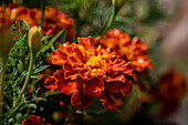 Tagetes patula, orange