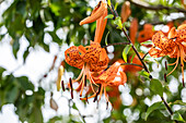 Lilium hybrid 'Avignon