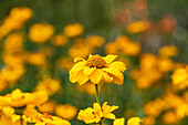 Heliopsis helianthoides