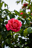 Rosa 'Rosanna