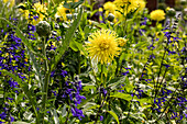 Dahlia Cactus, yellow