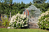 Hydrangeas in front of greenhouse