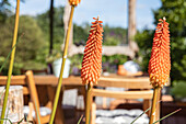 Kniphofia uvaria, orange