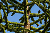 Araucaria araucana