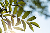 Sorbus serotina