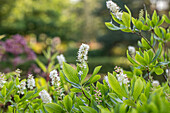 Clethra alnifolia