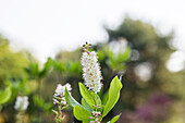 Clethra alnifolia