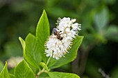 Bee on flower