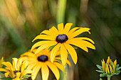 Rudbeckia fulgida