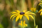 Rudbeckia fulgida