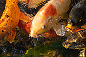 Koi