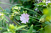 Malva moschata