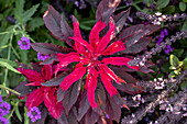 Amaranthus tricolor 'Early Splendor'