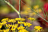 Wespe auf Blüte