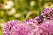 Bee on ornamental garlic blossom