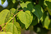 Cercidiphyllum japonicum 'Glowball'