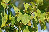 Cercidiphyllum japonicum 'Glowball'