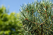 Needles of a conifer