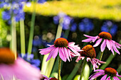 Echinacea purpurea, rosa