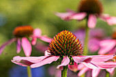 Echinacea purpurea, pink