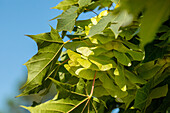 Acer platanoides