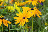 Rudbeckia hirta