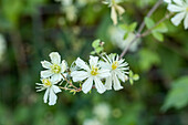 Clematis fargesioides