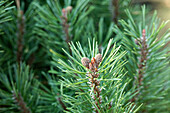 Pinus mugo 'Slavinii'