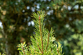 Pinus mugo 'Dirk'