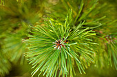 Pinus mugo 'Dirk'