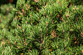 Pinus mugo 'Laurin'