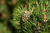 Pinus mugo 'Laurin'