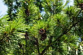 Pinus schwerinii 'Barmstedt'