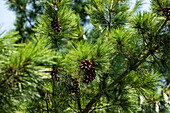 Pinus schwerinii 'Barmstedt