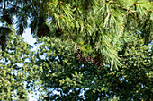 Pinus schwerinii Barmstedt