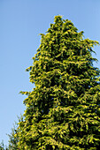 Chamaecyparis lawsoniana