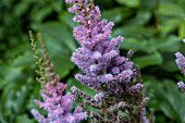 Astilbe chinensis var. pumila