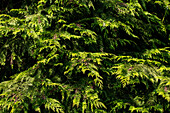 Chamaecyparis lawsoniana