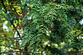 Chamaecyparis lawsoniana