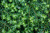 Tsuga canadensis 'Nana'