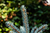 Picea pungens 'Bittersdorfer Zwerg' (Bittersdorf dwarf)