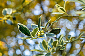 Ilex aquifolium 'Silver van Tol'