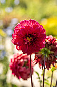 Dahlia, red