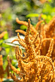 Amaranthus cruentus