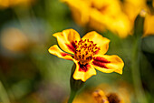 Tagetes tenuifolia