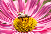 Bees on flower